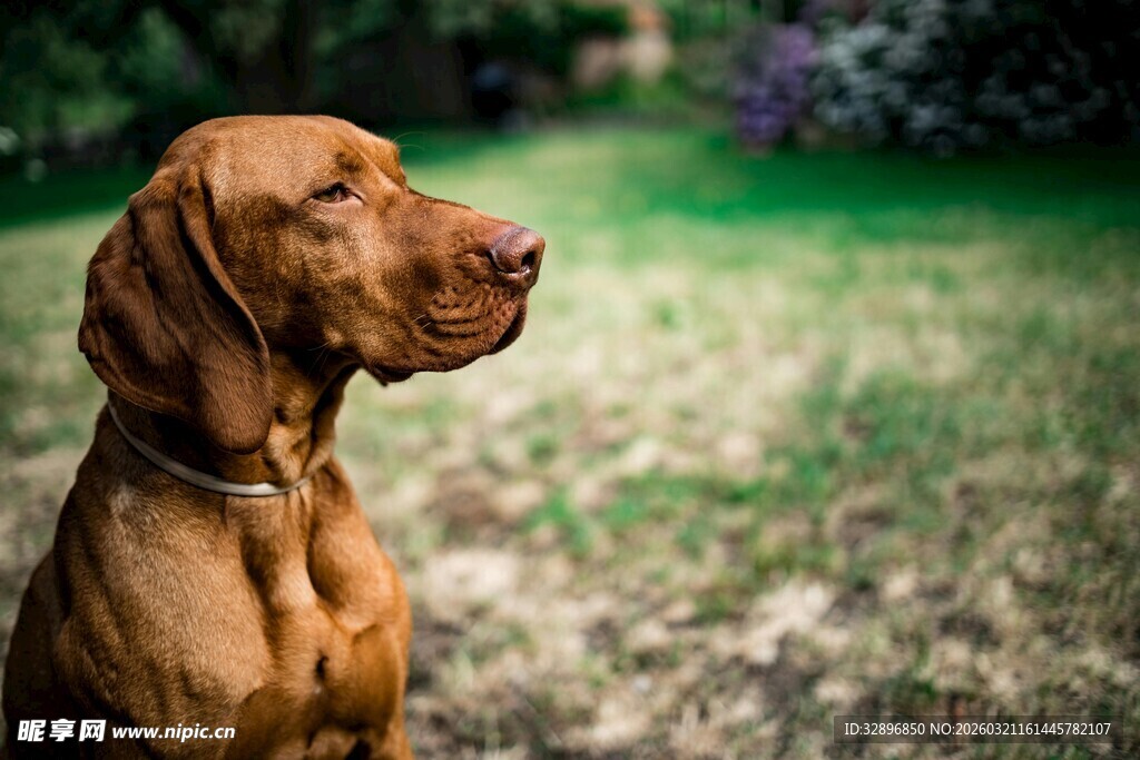 棕色猎犬于户外静立