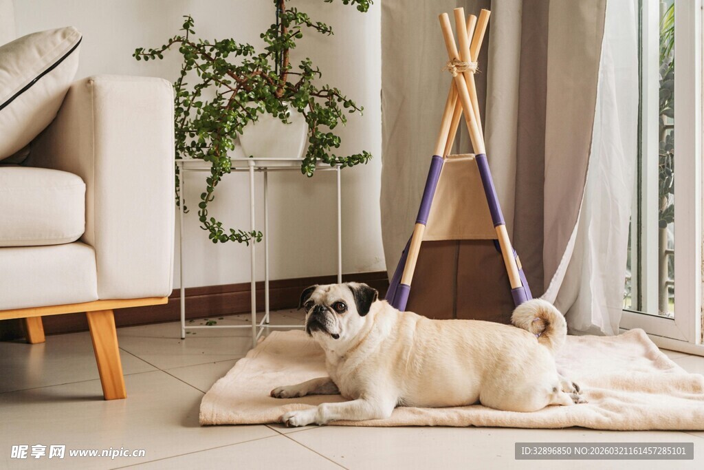 沙发旁惬意躺卧的萌犬