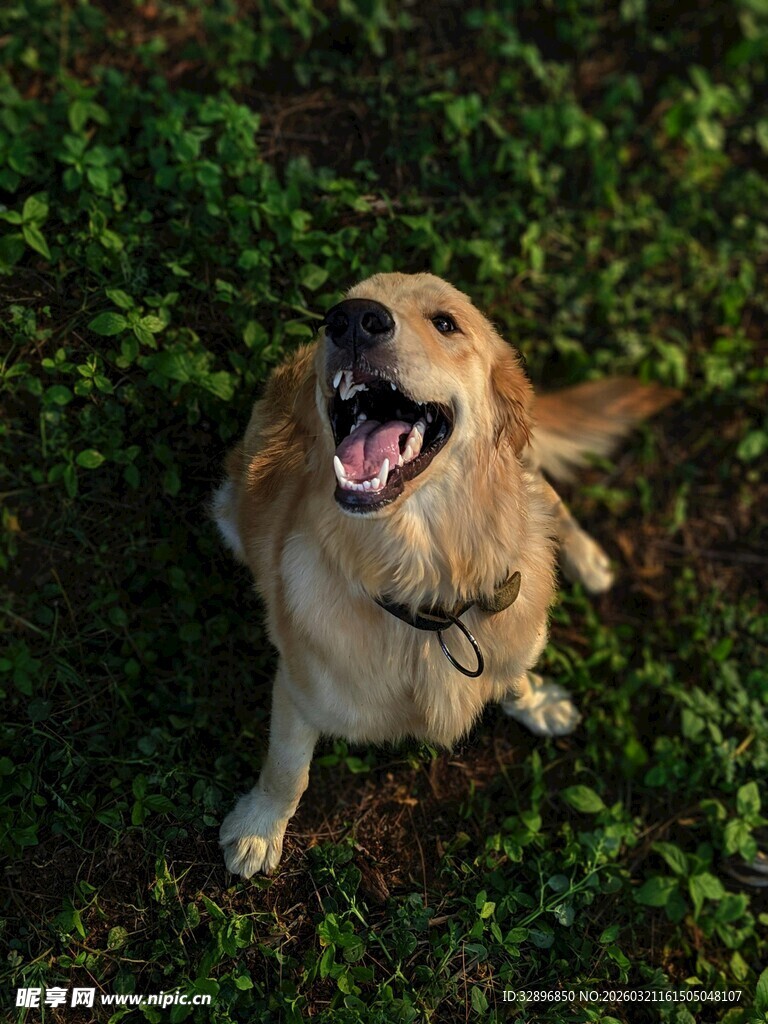 草地上开心的金毛犬
