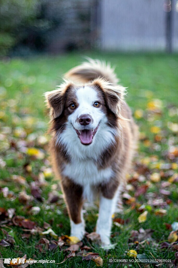 草地上的快乐澳洲牧羊犬