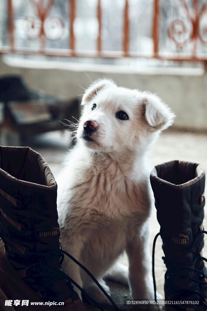 小白狗依偎在鞋子旁