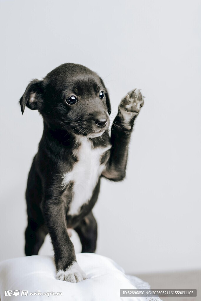 可爱小狗站立举爪