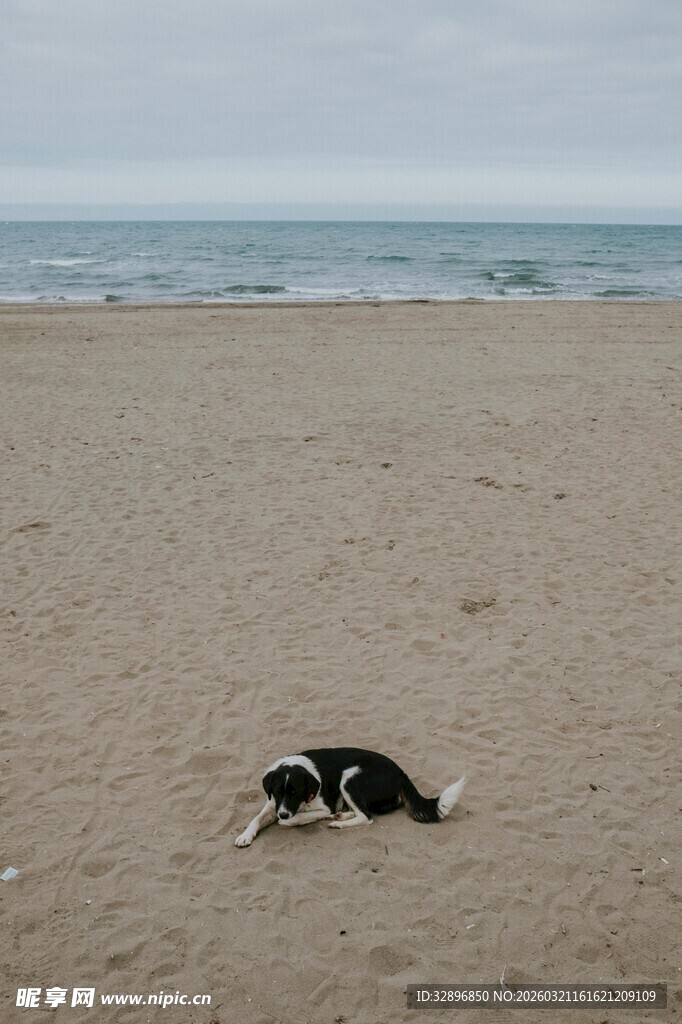 沙滩上休憩的狗狗