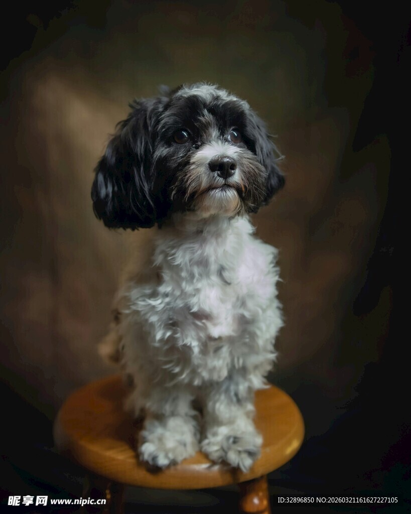 黑白萌犬端坐木凳