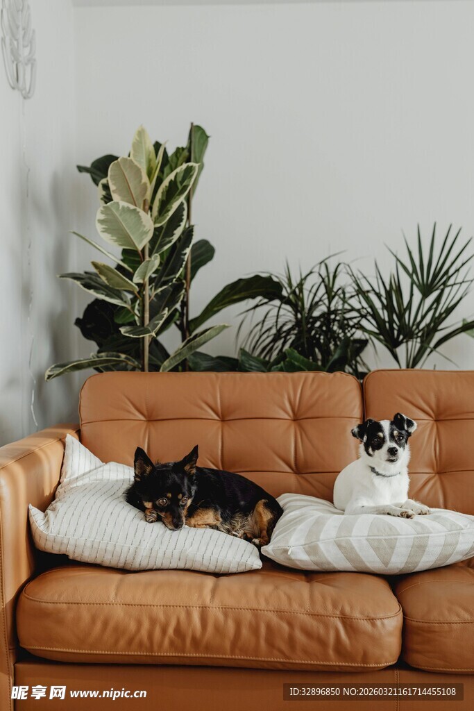 沙发上惬意的两只宠物狗