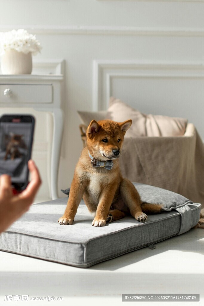 给萌犬拍照的温馨瞬间