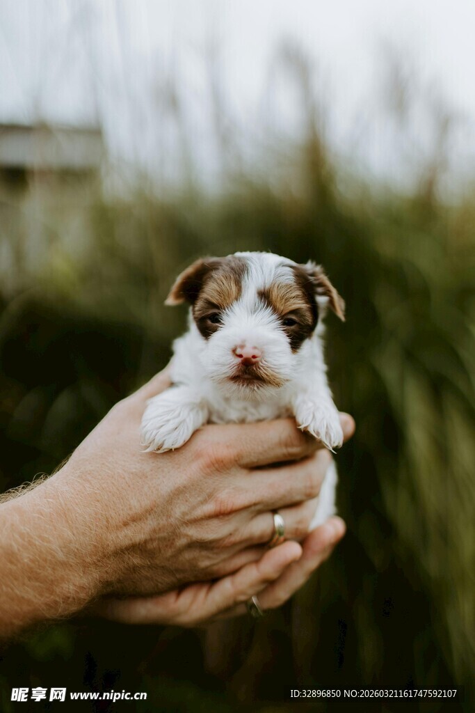 手捧可爱小奶狗