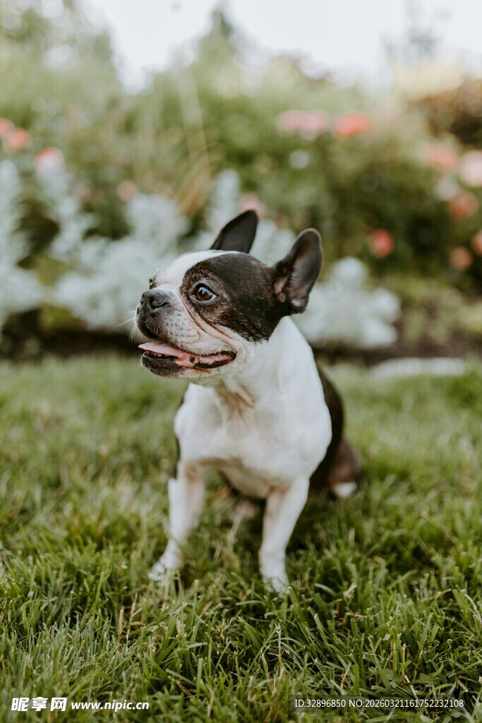 草地上的可爱波士顿梗犬