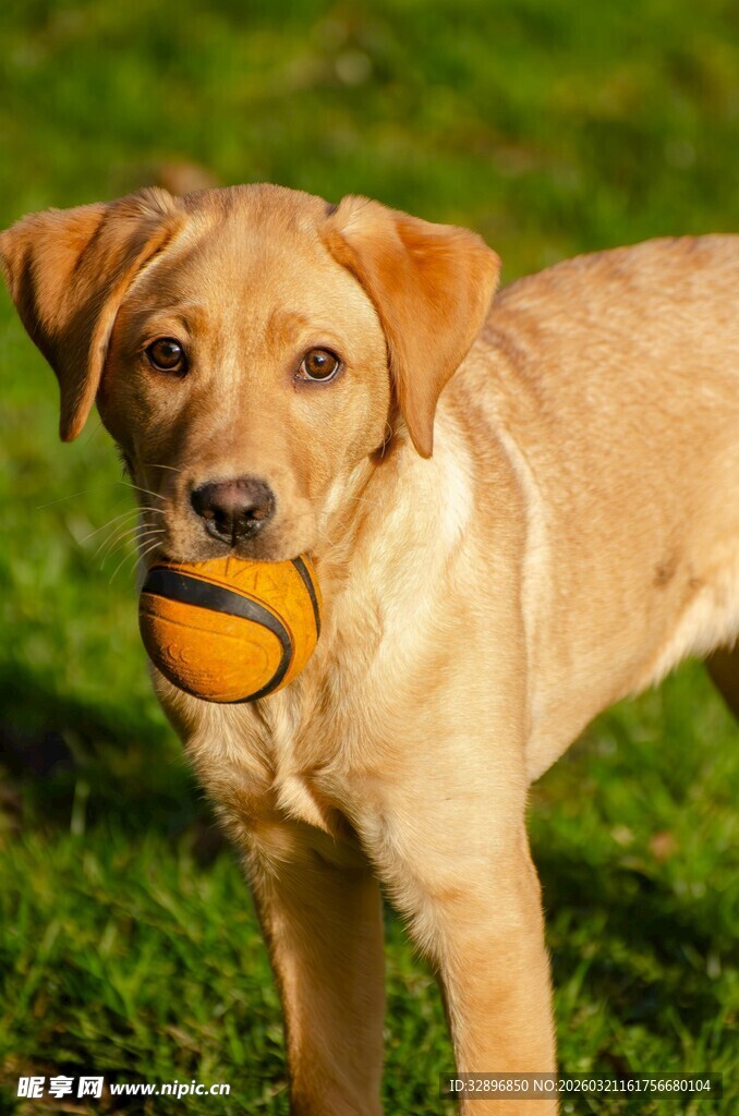 拉布拉多叼球于绿草地