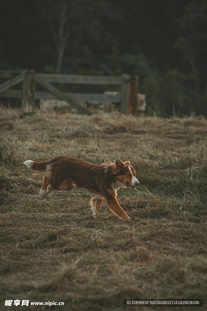 草原上奔跑的矫健野犬