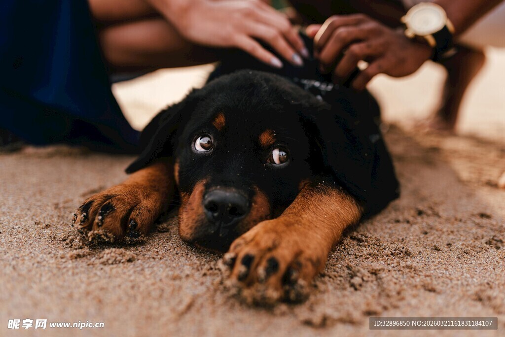 抚摸可爱罗威纳幼犬