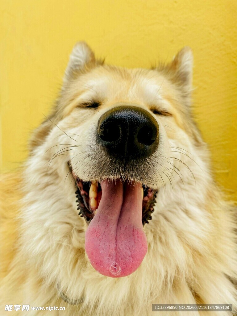 微笑的毛茸茸大狗