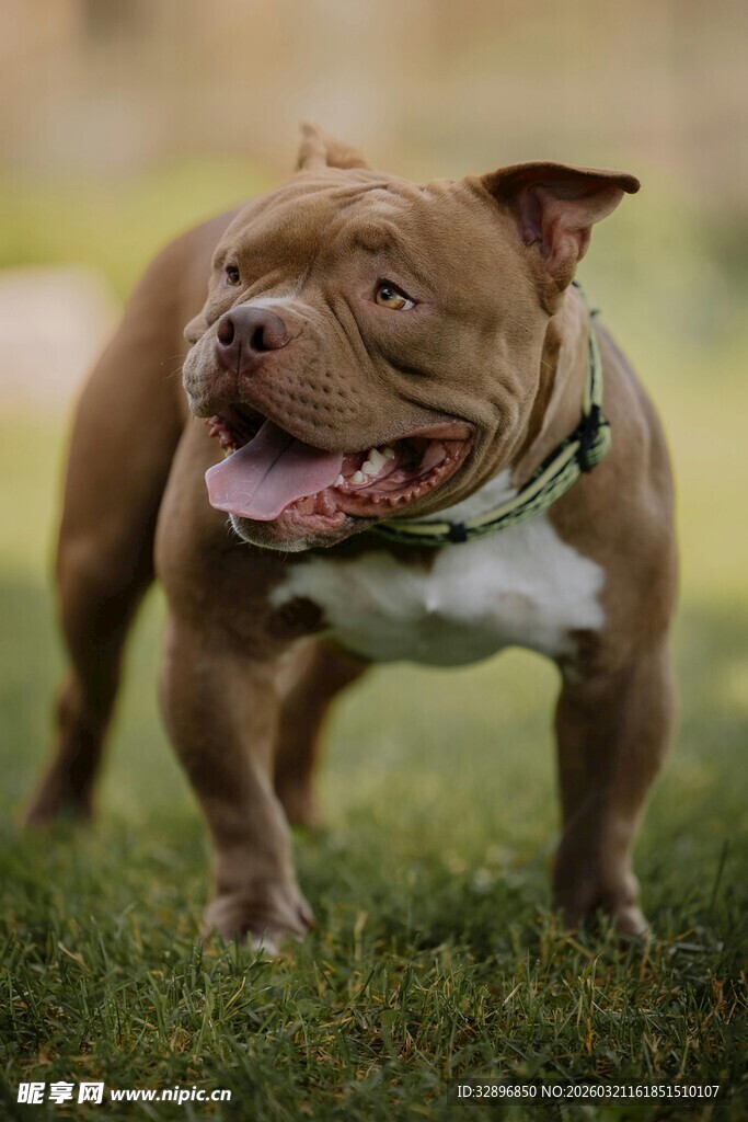 棕色斗牛犬在草地上行走