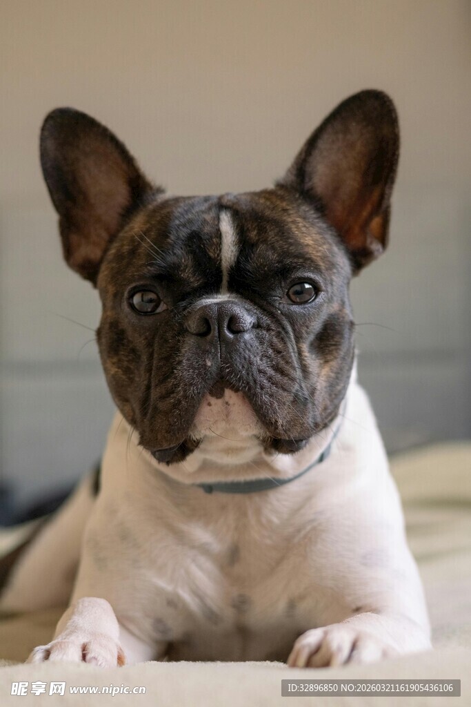 可爱法国斗牛犬趴着