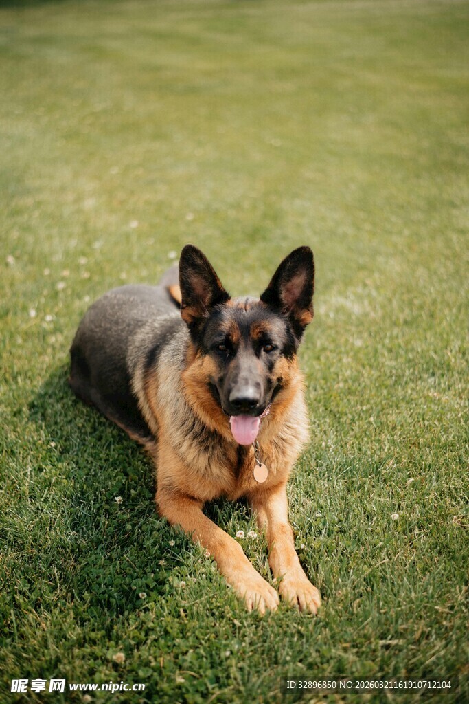 草地上休憩的德国牧羊犬