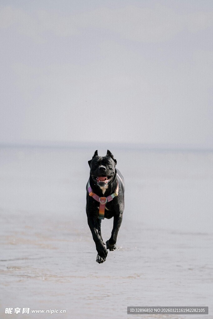 雪地中奔跑的黑狗