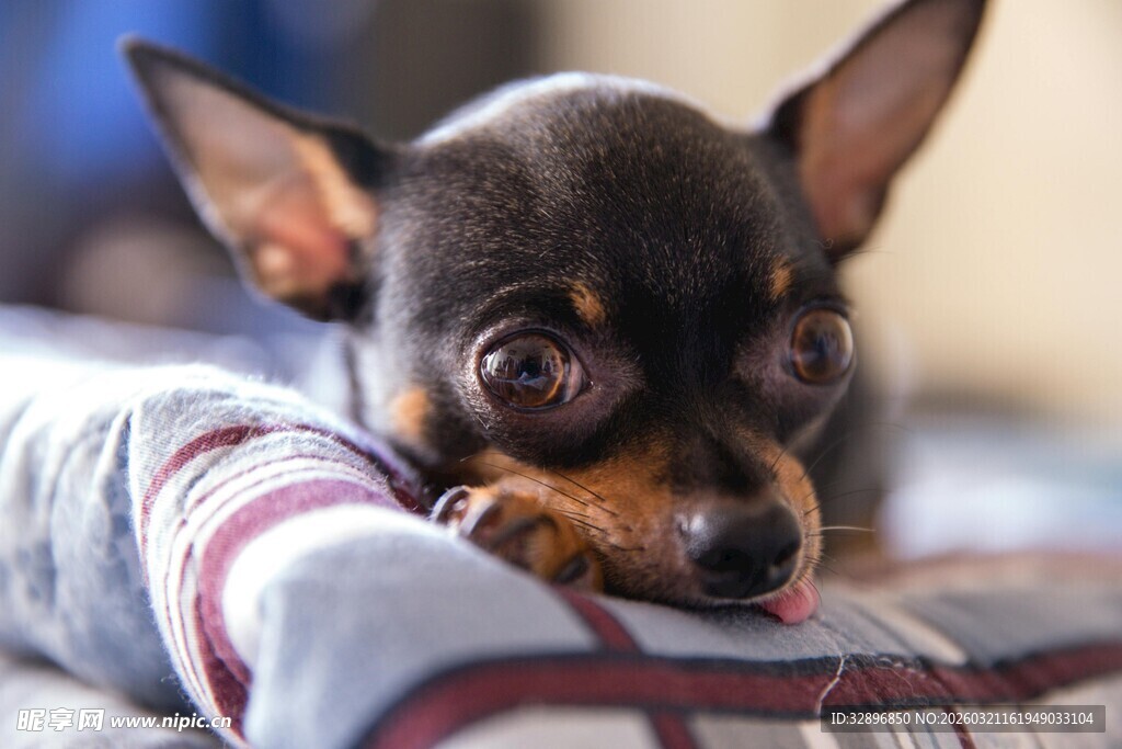 可爱吉娃娃趴在枕头上