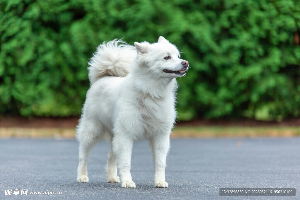 路边的白色小狗