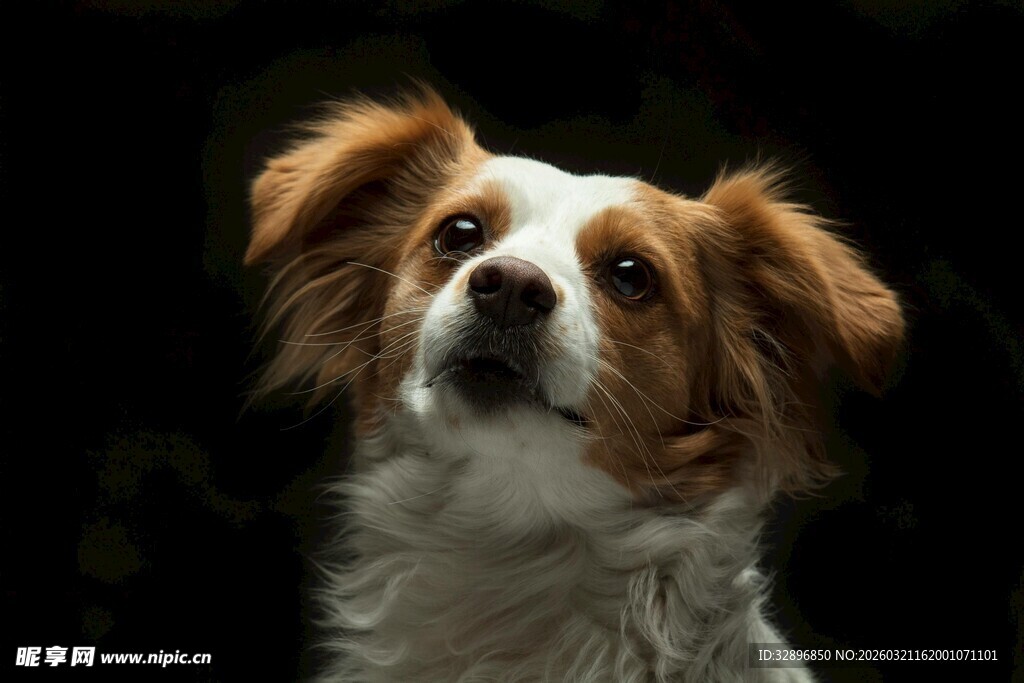 可爱棕白小狗抬头凝望