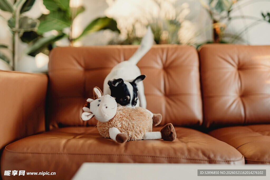 沙发上玩耍的可爱宠物狗