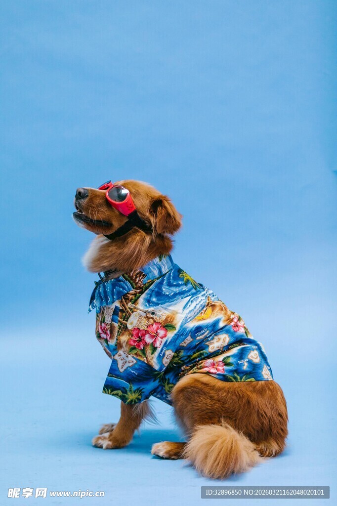 穿花衣的可爱小狗