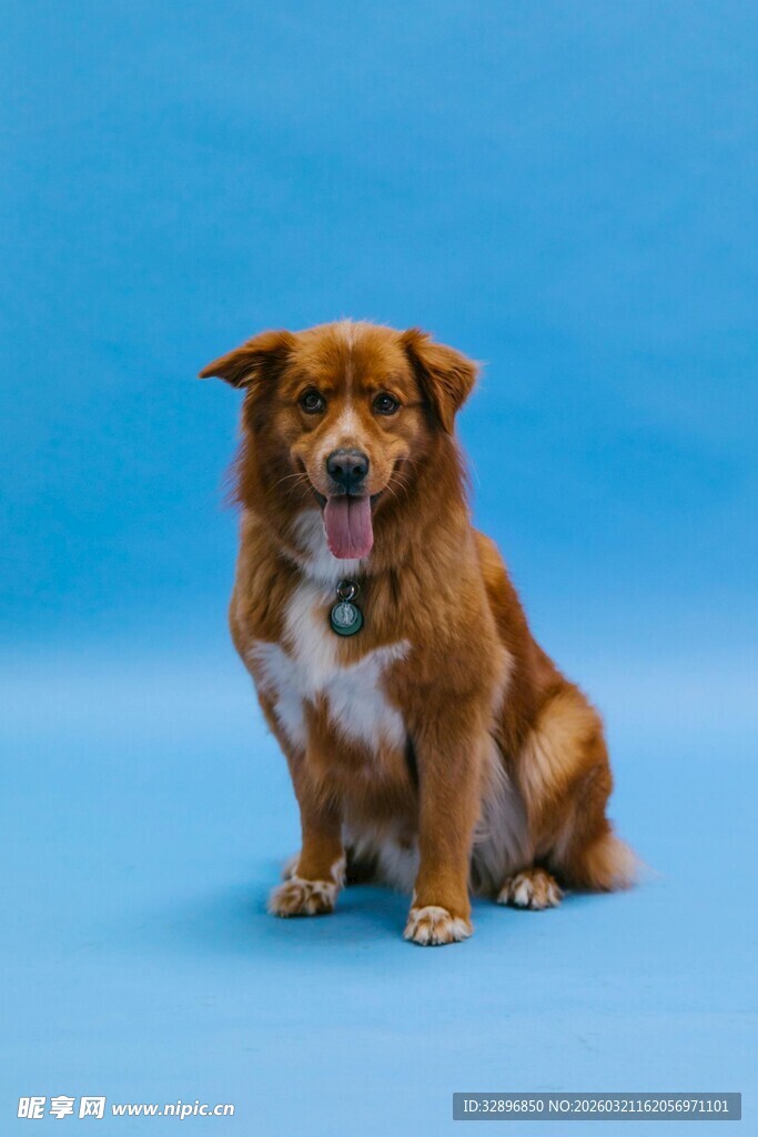 棕色小狗坐于蓝色背景前