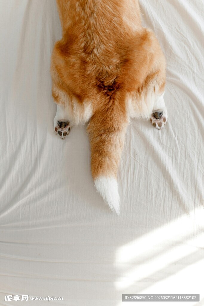 趴着的狐狸露出可爱脚掌