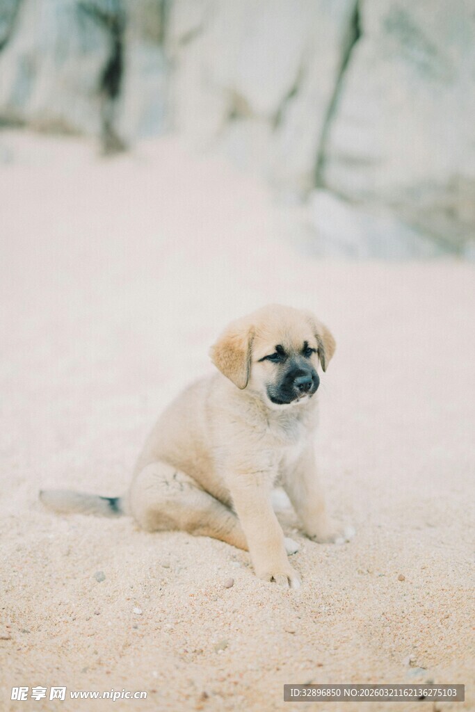 雪地中的可爱小狗