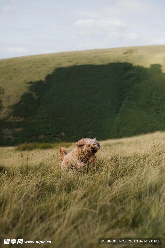 田野中奔跑的快乐狗狗