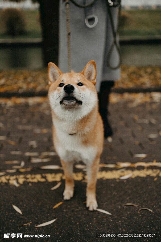 可爱柴犬街头咧嘴微笑