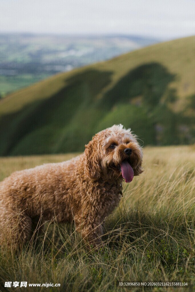 草地上的可爱卷毛狗狗