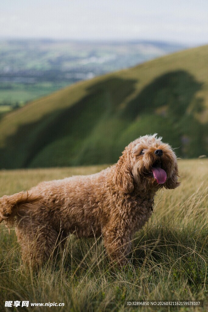 草地上的可爱卷毛狗狗