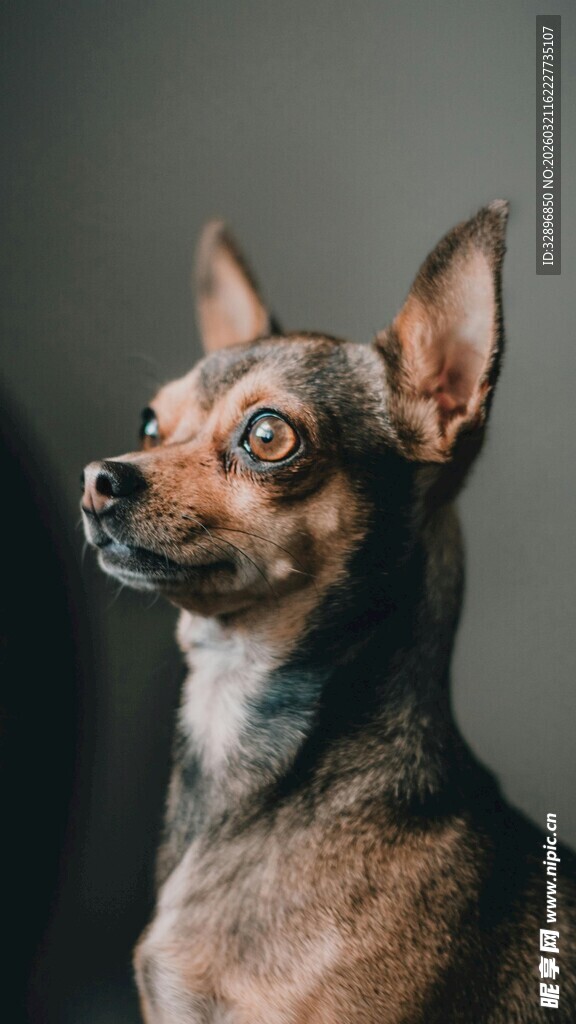 可爱吉娃娃抬头望