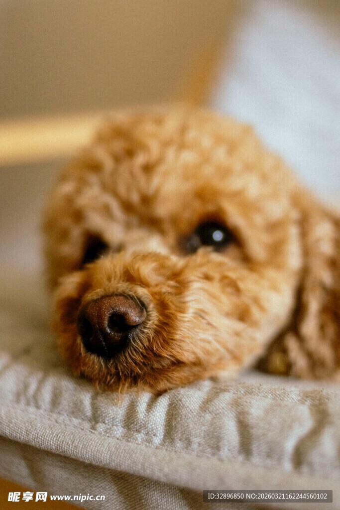 可爱泰迪犬趴在垫子上