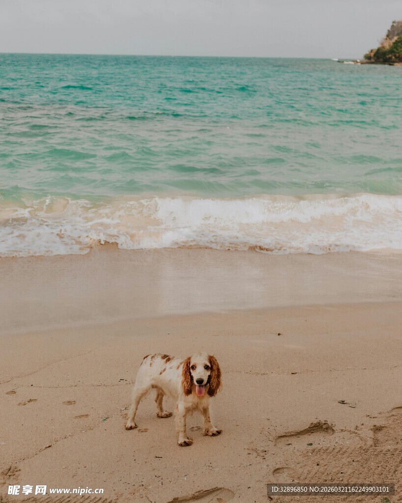 沙滩上玩耍的两只可爱小狗