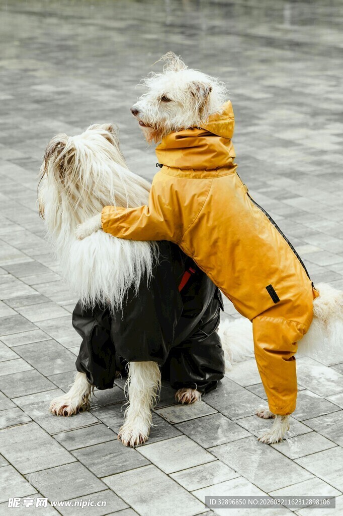 穿黄衣小狗搭在同伴身上