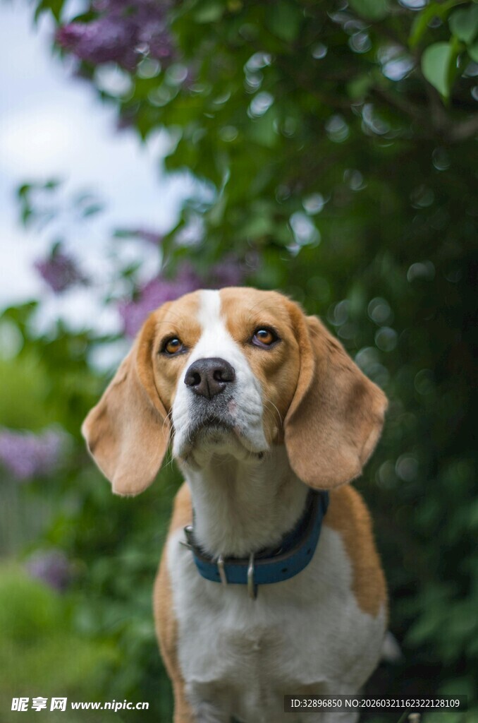 可爱比格犬于花丛中凝望