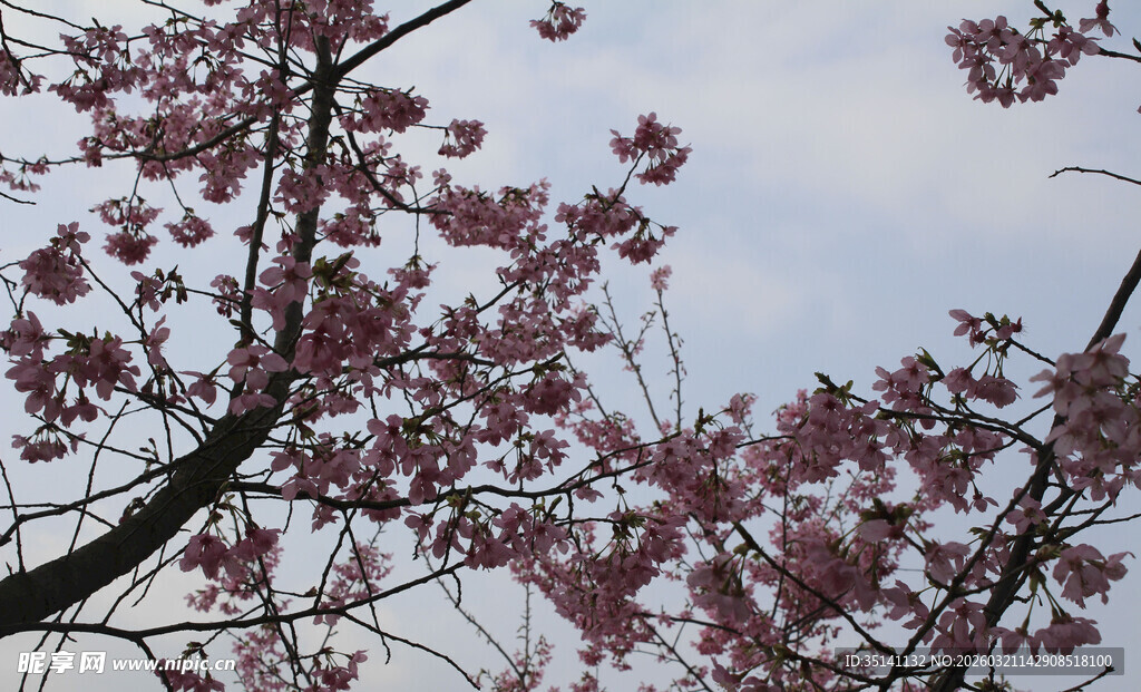 樱花