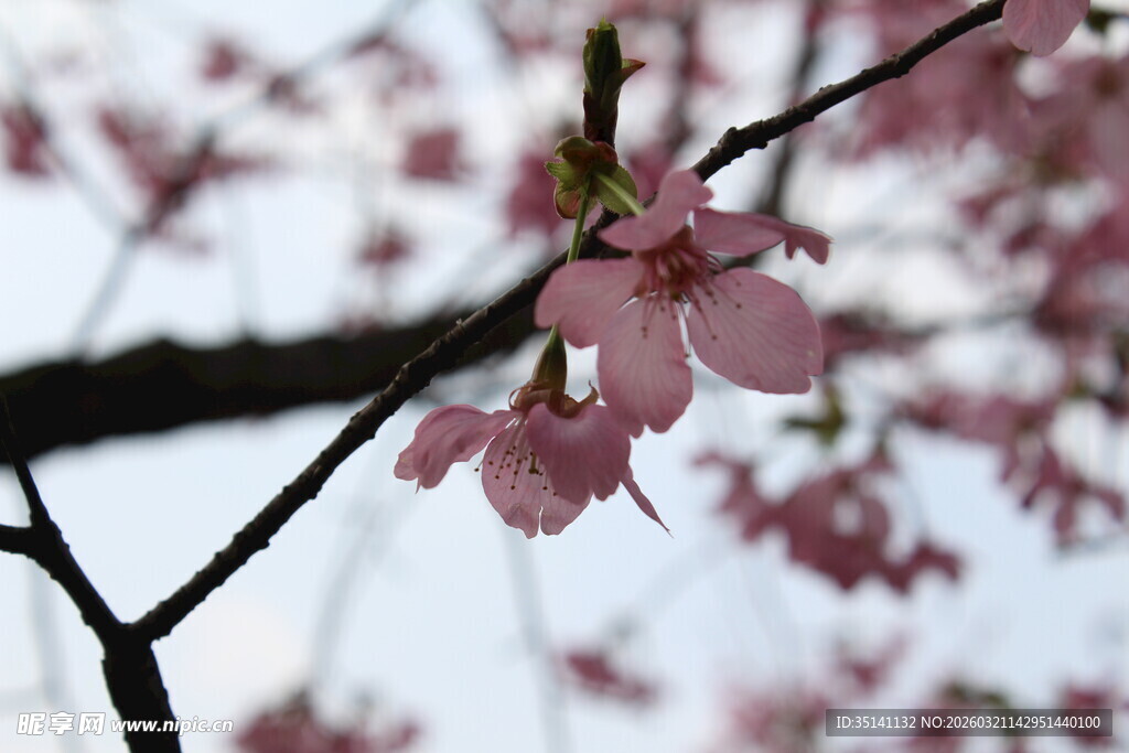 樱花