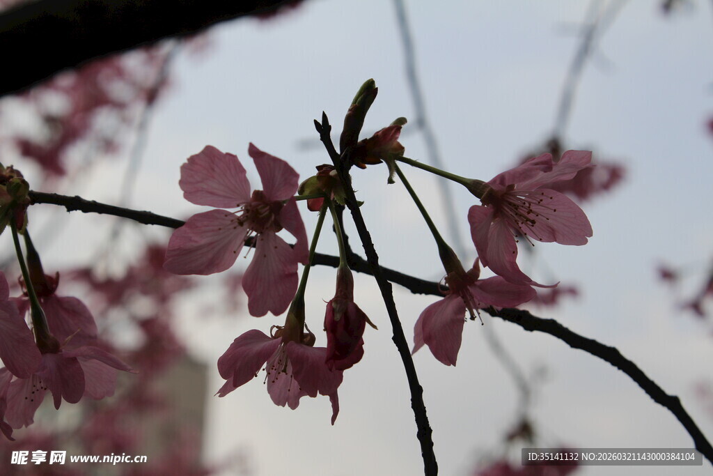 樱花