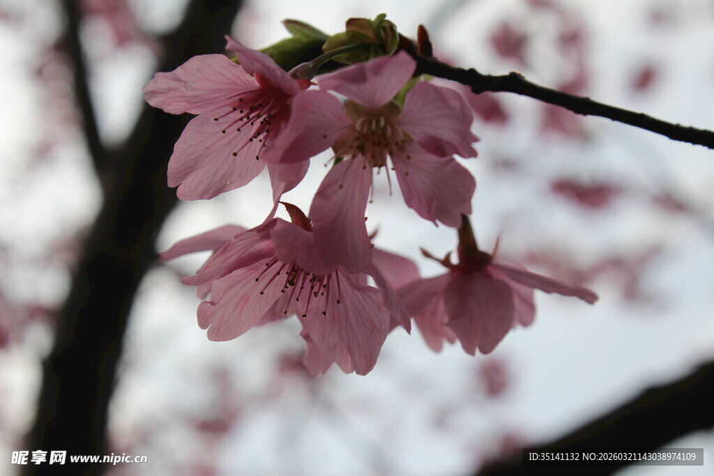 樱花