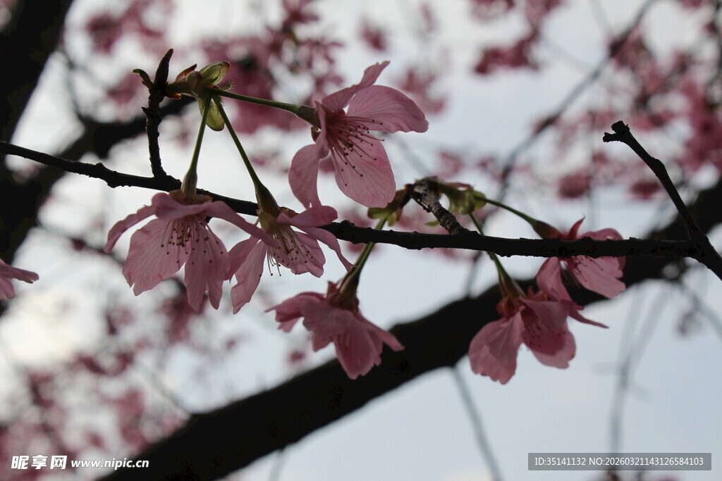 樱花