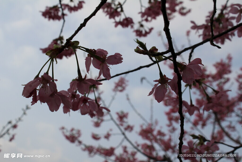 樱花