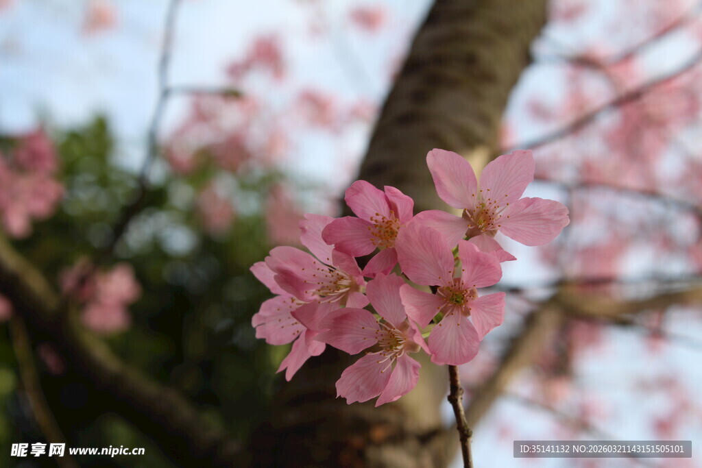 樱花