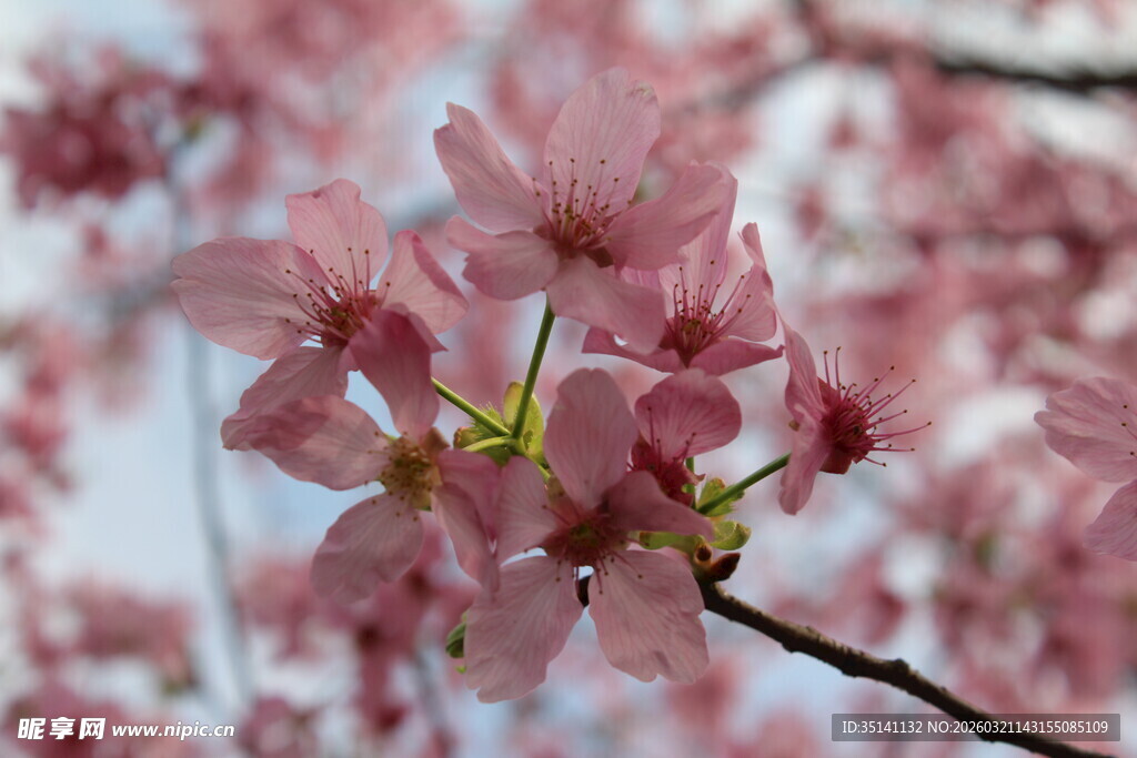 樱花