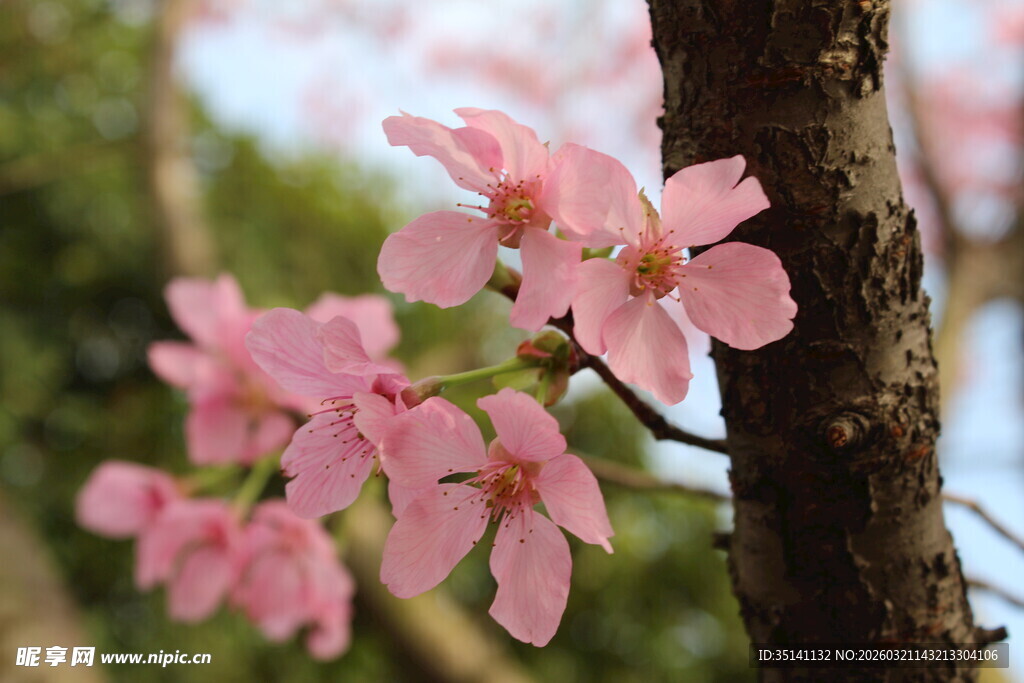 樱花