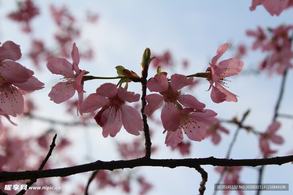 樱花