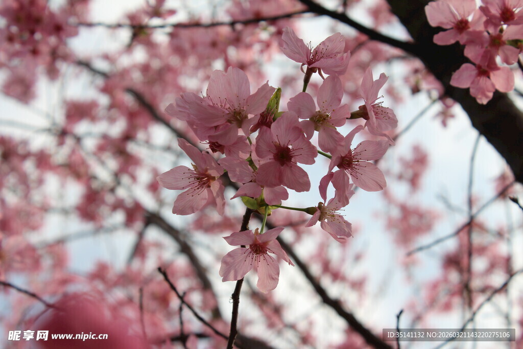 樱花