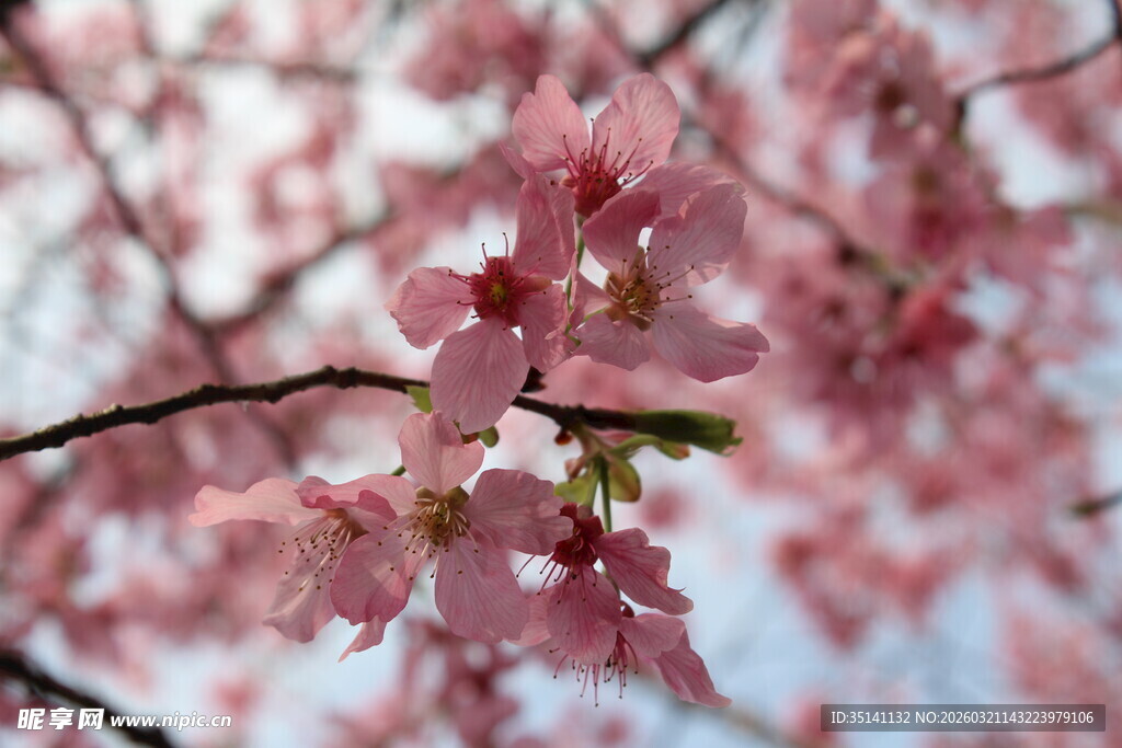 樱花