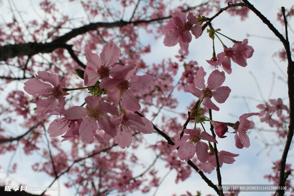樱花